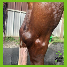 Draw It Out® 16oz High Potency Horse Liniment Gel – Powerful, Natural Relief