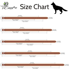 ExionPro Silver Clincher Padded Leather Dog Collar - Conker Padding