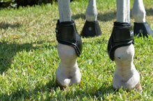 Young Horse HindBoot