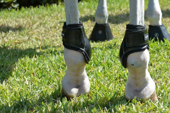 Young Horse HindBoot